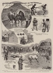 Bekämpfung der Rinderpest an der Grenze des Transvaal